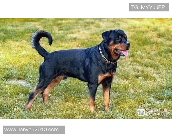 足球明星与爱犬共度闲暇时光精彩视频曝光引发网友热议